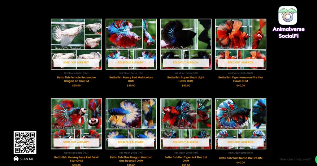 Nice Betta Thailand The Most Premium Betta Fish Quality In The World