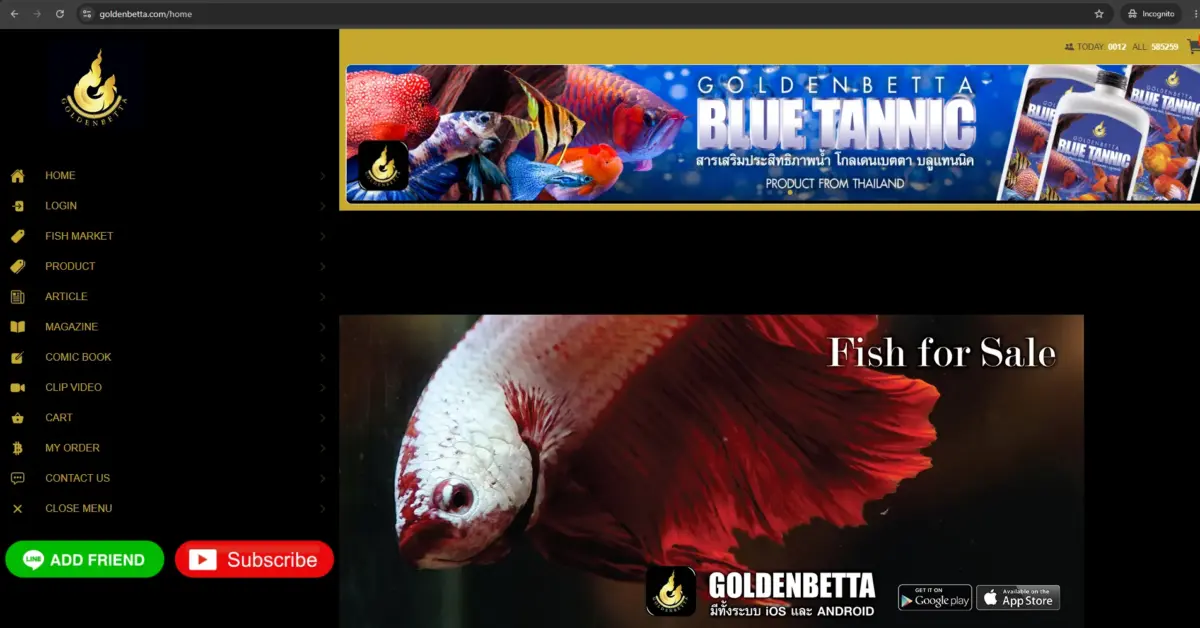 Golden Betta – One of Thailand's Long-Established Betta Names