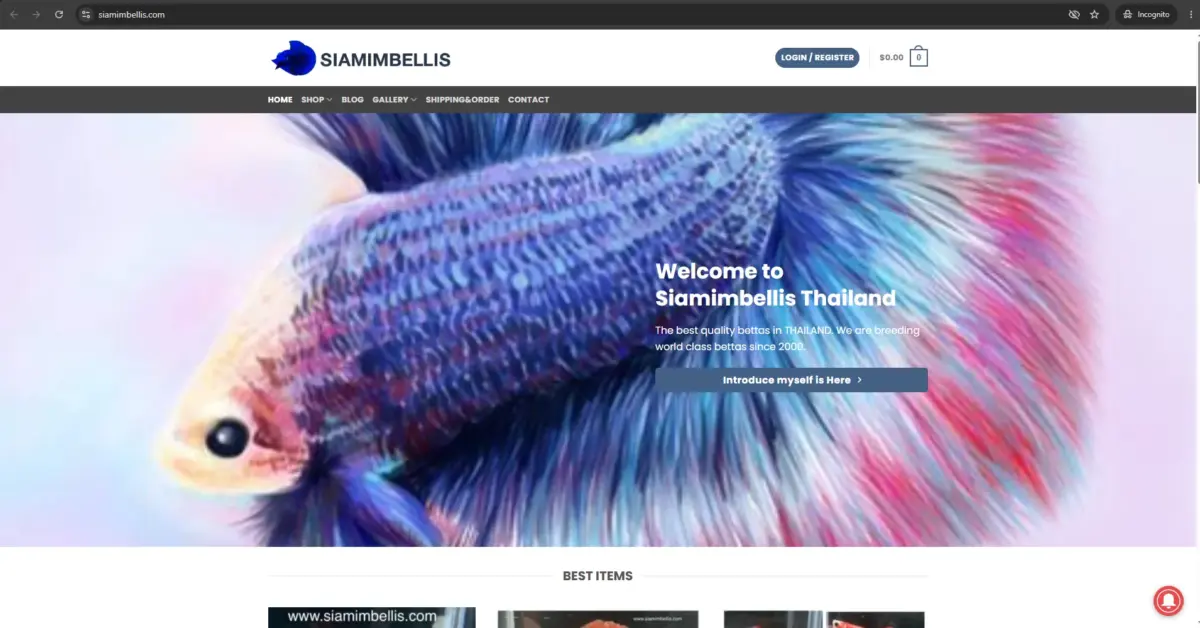 Siamimbellis – A Veteran Thai Betta Seller With Strong Wild Betta Specialization