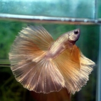 Profile picture of Nice Betta Thailand.org