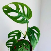 Profile picture of Yasothon