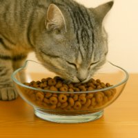 Profile picture of Chang