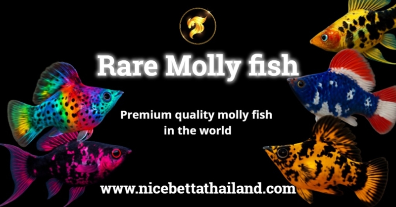 Rare Molly fish in the world What is Molly fish? These fish are named Molly fish after the original scientific name of their genus, Mollienisia, as it was originally classified in 1846. Since then, the genus has been renamed Poecilia, after the family name Poeciliidae. This genus has some of the most beautiful and unusual varieties of live-bearer fish. The sailfin molly is arguably one of the most exotic fish available of any genus. Other species of mollies have similar appearances, but don’t have the large dorsal sailfin. Mollies come in many color varieties. Mollies are relatively hardy, but prefer warmer aquarium water temperatures. When live-bearers are chilled or otherwise exposed to environmental stress of any kind, they tend to develop an ailment known commonly as “shimmies.” In reality, this is not an infectious disease but merely a compounding of symptoms of stress Molly fish Species Overview Common Names: Short-finned molly, sailfin molly, black molly, white molly, golden molly, lyretail molly, dalmatian molly Scientific Name: Poecilia sp. Adult Size: Up to 5.5 inches Life Expectancy: 5 years Molly fish Characteristics Amily : Poeciliidae Origin : South and Central America, Mexico Social : Peaceful Tank Level : Mid-dweller Minimum Tank Size : 20 gallons Diet : Omnivores Breeding : Live-bearer Care : Easy pH : 7.5 to 8.5 Hardness : 15-30 dGH Temperature : 78F Origin and Distribution molly fish Molly fish are mostly found from Southern United States down into Central America and northern South America. They thrive mainly in freshwater environments, sometimes venturing into brackish estuaries. Mollies, like guppies, are capable of acclimating to full strength sea water temporarily, but it is not their natural environment by any means. The genus Mollienisia, from which the name mollie was derived, has been re-classified as Poecilia and Mollies are in the same genus as the guppy. For years it had been noticed that the guppy will, under certain circumstances, interbreed with the mollie, and the close relationship between the two has been confirmed genetically Molly fish colors and markings All captive mollie species have been interbred for over a century, resulting in many different color varieties and fin shapes. Solid black mollies and sail fin mollies with orange-bordered dorsal fins are common varieties. No other freshwater fish approaches the velvety black color of the black molly. There are also albino forms with red eyes, true lyre tails in most every color, and even chocolate, gold dust and orange varieties. The males of the molly species P. sphenops have short dorsal fins, while the sailfin mollies of the species Poecilia latipinna and P. velifera have very large dorsal fins. Sailfin Mollies are available in several color varieties. Although these fish breed readily, young raised in tanks may only develop the “sail fin” in a large aquarium. They may also be slightly smaller, reaching only 3.5 inches in length. But raised in a back yard pond, males with a large dorsal sail fin will appear at about 5 months of age, and grow up to 5-6 inches. An abnormal genetic defect of the spinal cord has produced the Balloon molly. Through selective breeding it is now widely available. Balloon mollies can still reproduce, but may be more susceptible to health problems. Diet and Feeding for molly fish In nature, molly fish are nearly exclusively plant and algae eaters, They enjoy eating algae growth in the aquarium, and will graze endlessly on it, looking for choice patches to nibble. If your aquarium lacks algae, you must provide “spirulina” flakes, special commercial Molly food, or small amounts of chopped boiled spinach. Molly fish Gender Differences It is easy to determine the gender in Molly fish as males have a prominent gonopodium, a modified anal fin used to inseminate females. Only males have the large dorsal “sail fin” in the species that do have enlarged dorsal fins. The females have a smaller dorsal fin. The female has a fan-shaped anal fin. ​In most live-bearers, the pregnant mother swells unmistakably and also presents the well-known “gravid spot,” which is a dark spot near the base of the anal fin. The female carries the fertilized eggs in her body. Each egg contains an embryo and is well furnished with nutritive elements. The eggs hatch within the female and she releases free-swimming babies. There is no parental care exhibited by this species, and the adults will eat the babies if they don’t hide in aquatic plants. They mature quickly and breed readily, with females giving birth to a dozen or more fry every month. What is Rare Molly fish? Rare Molly fish? That’s the special unicorn in the Molly world — those unique, uncommon color patterns or fancy fin shapes you don’t see every day. Examples include Black molly with unusual markings Golden or albino mollies with vivid hues Lyretail or sailfin mollies with dramatic, flowing fins Hybrid breeds created by breeders that show off rare colors or fin types They’re rare because either nature didn’t churn them out often, or breeders carefully selected for those traits. If you get one, congrats — you’ve got a flashy, collector-level Molly that’ll make your tank stand out from the crowd. How to breed Molly fish? Breeding Molly fish? Easy-peasy, but don’t just throw ‘em in a tank and hope for a miracle. Here’s the no-nonsense, step-by-step guide with a little sass Know Your Molly fish Gender Males are smaller, slimmer, and have a gonopodium (a modified anal fin that looks like a pointy sword). Females are rounder, bigger, and have a more typical fan-shaped anal fin. Set Up a Breeding Tank Clean water, stable temperature around 24-28°C (75-82°F). pH 7.5 to 8.5 because Mollies love slightly alkaline water. Provide hiding spots (plants, caves) for the pregnant female and fry. Get Healthy Adults molly fish Put one male with two or more females to reduce male harassment stress. Feed them high-quality food — mix of flakes, brine shrimp, and veggies Courtship & Mating Males will chase females around, flaunting that gonopodium. No need to intervene, nature takes its course. Pregnancy & Gestation Female molly gets pregnant for about 4-6 weeks. You’ll notice her belly getting rounder, darker gravid spot near the rear fin. Prepare for Birth Female molly fish will give birth to live fry (not eggs!) — 20 to 60 tiny babies. Remove female mollies to a separate tank just before birth or provide dense plants for fry to hide. Raise the molly fish Fry Feed tiny fry crushed flakes, baby brine shrimp, or specialized fry food. Change water often, keep water clean. Separate fry if needed to avoid being eaten by adults (cannibalism is a thing). Patience and Observation Molly fish Fry grow fast but need your attention. After a few weeks, they’re ready to be moved to the main tank or sold/gifted. Quick reality check: Molly fish breed like rabbits. Once you start, expect babies like a TV soap drama – nonstop. Be prepared, or you’ll drown in tiny fish. Molly fish summary Molly fish or molly fish are small freshwater fish that are popular in aquariums. They originated in Central and South America. They have beautiful shapes and come in a variety of colors, such as black, silver, and gold. They are easy to raise and are durable. Males have long dorsal fins and have gonopodium for breeding. Females are larger. Molly fish are livebearers. The gestation period is about 4-6 weeks. The fry are born ready to swim immediately. The mother fish should be separated when it is close to giving birth or a hiding place should be prepared for the fry to prevent them from being eaten. The food for the fry is small food such as shrimp and fine powdered food. Molly fish are suitable for beginners who want to start raising fish because they are easy to care for and can reproduce quickly.
