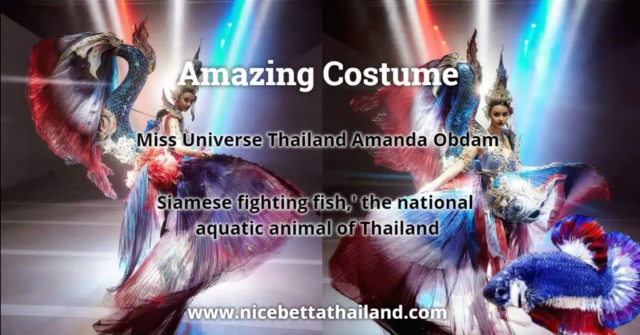 amazing-costume-siamese-fighting-fish-miss-universe-national-competition
