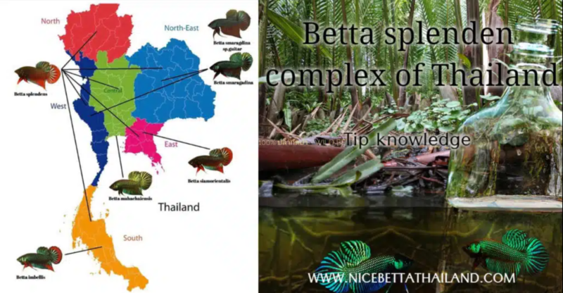 Betta splendens complex of Thailand