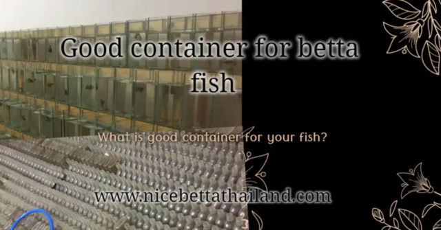 good-container-for-betta-fish