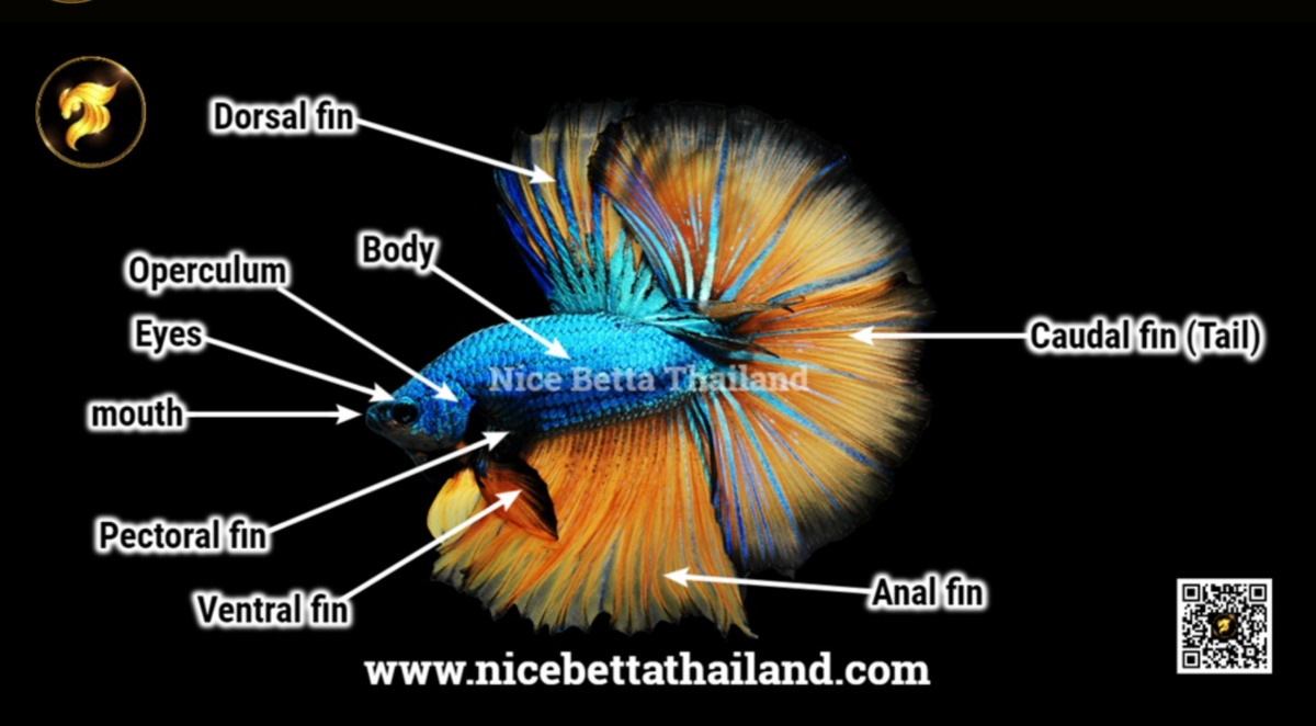 various-organs-of-betta-fish