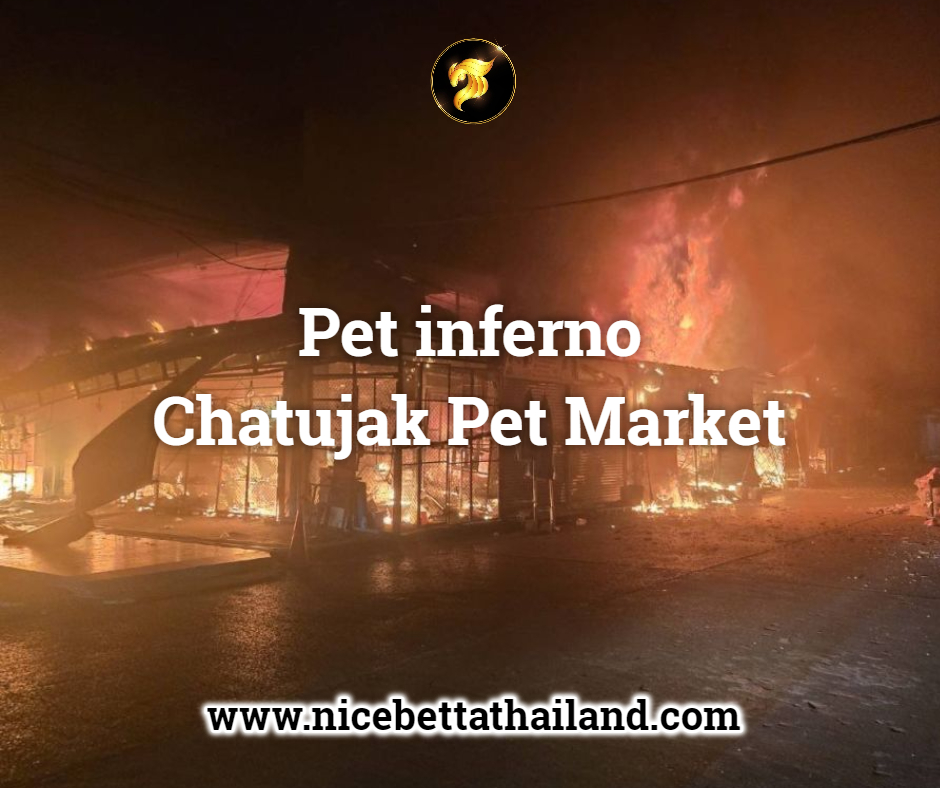 pet-market