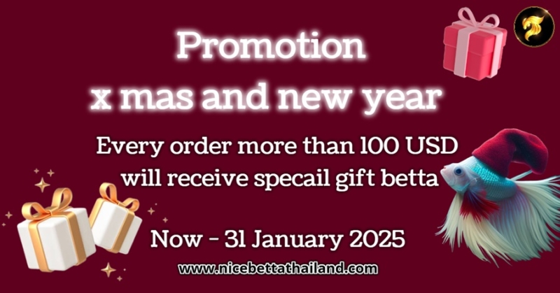 Coming now special betta fish promotion Every order more than 100 USD will receive special gift premium betta fish The best of premium quaity betta fish in the wolrd gurantee from the biggest competiton Aquarama and many other contest with IBC Standard and Thailand Standard