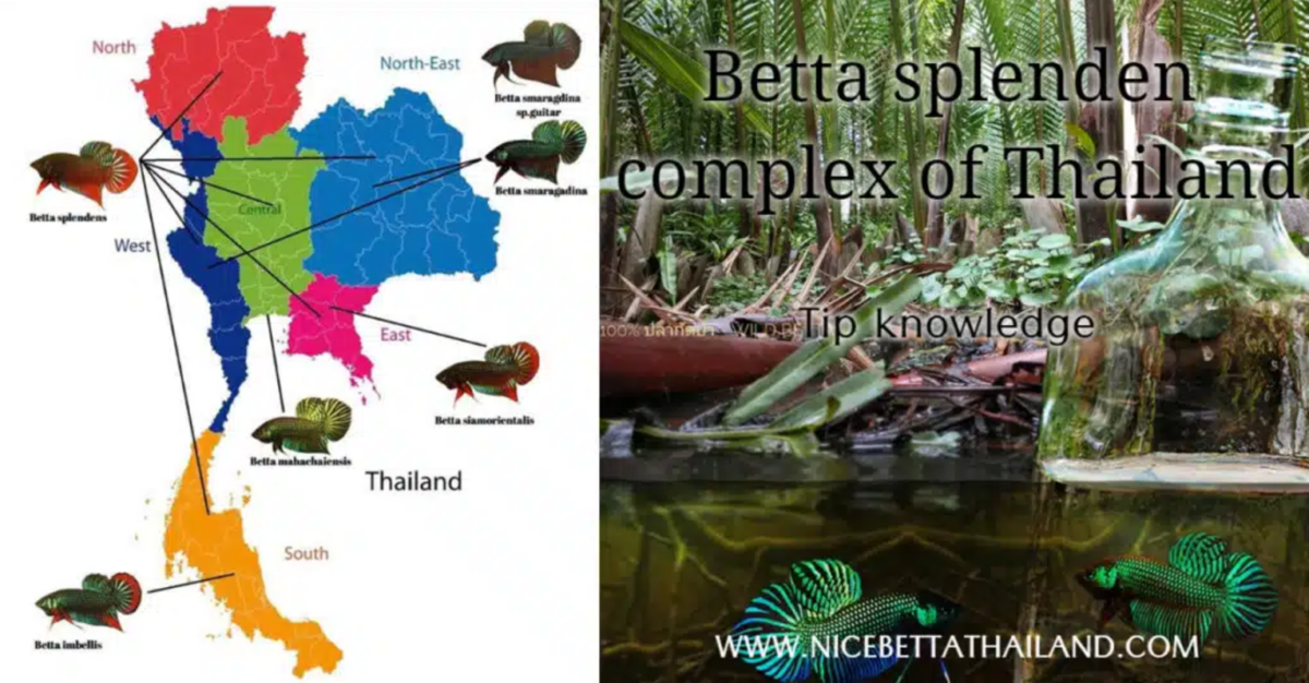 betta-splendens-complex-of-thailand-2