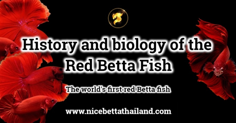 History and biology of the Red Betta Fish If talking about Red betta fish everyone probably knows what it is because they easy buy it. They are easy to find and available anywhere, even at your local aquarium store or betta fish shop online. But did you know that red fighting fish have an extraordinary history and very interesting? Let’s see History of the red betta fish Must return to the past The red betta fish originated from a wild betta fish called Plakad Pak Klang or (Betta Splendens). This wild fighting fish species received international recognition and was declared the world’s first betta’s in 1910. By British scientist Charles Tate Regan, it has a distinctive feature: Cheeks are streaked with red. There are scattered green-blue scales. Can be found from the northern region of Thailand down towards Bangkok. But people in that era did not have the popularity of breeding betta fish. It all depends on catching bettas from the swamp or lagune. In order to bring strength to fight each other or for gambling and entertainment purposes only Until the passage of 80 years until 1992, Thai farmers began to breed betta’s during this period, beginning with the use of wild betta, Betta splendens, to breed and develop in the early days. until becoming a wild betta fish that has a reddish appearance And the body that used to be completely black began to fade into brown. And some have more red on their bodies. While the tail fin is already a clear dark red. But it can be considered that it is not yet a very clear red color because if you look at the picture, you will see that it is quite different from the current red betta fish.