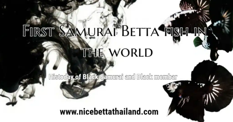 From the past until today The dragon fighting fish has been developed continuously. As a result of the traditional Red Dragon, many colors have been developed. Whether it is an Orange Dragon Yellow Dragon, Black Dragon, Gold Dragon, Fancy Dragon, has been developed into many forms. Whether it’s Half Moon, Full Moon, Crowntail and Giant betta fish History of samurai betta fish Guidelines for the development of siamese fighting fish dragon from the past to the present In addition to improving the form well In terms of color, it will focus on developing the scales to have a shiny silver color. Coating both body and head There is a clear contrast between the fin and the body color (Bi-Color) and try to remove the unwanted color or lace from the fin surface as much as possible. It looks like the current development of dragon betta fish. It will focus on making the “original” existing to meet market standards. Or Betta competition standard Along with developing the species to be still Make each breeding a lot of good fish. That development would have stopped in place. If in the past two years no betta had been born to create a buzz in the industry “Samurai fighting fish” is the fish we are going to talk about here. Masterpieces of betta come this moment Many masterpieces in the world It arose because of “accidental”. Beautiful betta fish are also the same. Many of the colors of fish that are popular today are caused by coincidence. Or what the term in the betta fish industry is called “mutation” or “loose” before being applied by the breeder to add, add, develop according to your imagination. For more than 10 years, beautiful betta circles have been known for their bodies coated with white gold sparkling scales. Also known as “Dragon”, which was bred for the first time in the world in 2004 by Khun Te Piboonchai Chuan Chuen of Yaowaluck Farm, part named “Dragon. Nod “was first dubbed by Mr. Pichet Plaisanguang or Ton Interfish, and a year later he made his debut at Aquarama 2005, a key destination in the wake of the Pachad trend. Dragon in the industry in the international betta world. Samurai betta fish are considered to be betta fishes. Happened by chance Or mutations from the repeated breeding of the Black Dragon over many generations Until obtaining a distinctive fish that is There is an imperfect scale coating. Or the scales are not covered with both the head and body like a typical dragon fish However, this imperfect coating creates a perfect pattern, for example, there is a flake coating on the face. And open up other areas of the body Make it look like a mask Or there is a coating only on the upper part of the body along the entire length The lower part is open for example. Why Samurai betta fish? What does this name mean? Or has it come from? It is believed that it is a question that many people want to know. A samurai betta is a replica of a “samurai” warrior in graceful armor with lustrous scales. Which is unique and important as mentioned in the above The name was created by Mr. Ton Interfish, who led the first samurai fighting fish to be released to the public. The magic of betta fish in the dragon group Or varnished betta fish is a gene (Metallic Geno) that is hidden in the bloodline, with the behavior similar to the function of the marble gene or the spotted gene. But there will be color development in contrast to the normal marble. Naturally, the marble genes normally produce a clear or opaque color, but the dotted dragon genes have a different color. Will give out the color in a blemish tone Or burning sugar instead And can pass these characteristics to the child version.