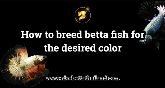 how-to-breed-betta-fish-for-the-desired-color