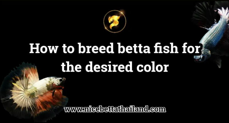 How to breed betta fish for the desired color