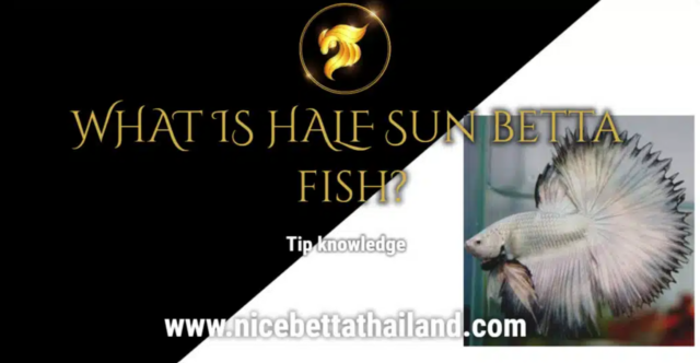 what-is-half-sun-betta-fish