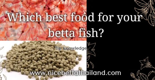 which-best-food-for-betta-fish-betta-fish-is-a-carnivorous-fish-if-in-nature-they-will-eat-larvae-of-water-insects-and-small-organisms-as-food-but-when-fed-the-food-was-changed-to-make-the-fish-ea