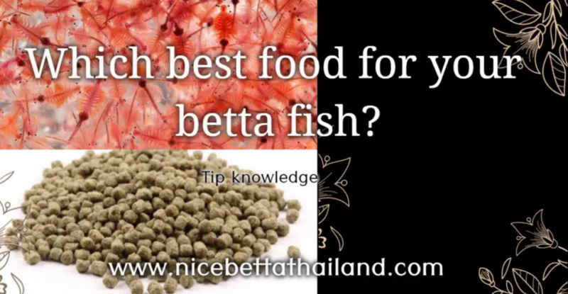 Which best food for betta fish? Betta fish is a carnivorous fish If in nature, they will eat larvae of water insects and small organisms as food. But when fed, the food was changed to make the fish eat more easily. There are 2 types of food for fish farming: fresh food and ready-to-eat food. If fed for beauty, use any food But if raising for trade Fresh food is very necessary. It will help the fish grow faster and have more fresh colors than ready-made food. 1. Finished grain food for betta fish Is a dry food that has been processed with both sheet and granular form Can be purchased in general food stores and supermarkets There are many brands to choose from. Easy to use because it can be stored for a long time but the price is high. 2. Fresh food is a very important food for the first larvae to hatch. If lacking this type of food, larvae are usually stunted and unhealthy. Most of the fish feeders prefer spoonfuls of water and larvae from early morning water sources and then wash them with clean water several times until they are confident that there are no contaminants that may be harmful to fish And looking for day-to-day Therefore is a rather tricky food if the spoon is kept for a long time The larvae of those insects will hatch into adults. For fresh food that is very popular, including