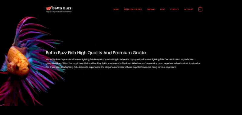 Betta Buzz Fish High Quality And Premium Grade We’re Thailand’s premier siamese fighting fish breeders, specializing in exquisite, top-quality siamese fighting fish. Our dedication to perfection guarantees you’ll find the most beautiful and healthy Betta specimens in Thailand. Whether you’re a novice or an experienced enthusiast, trust us for the finest siamese fighting fish. Join us to experience the elegance and allure these aquatic treasures bring to your aquarium.