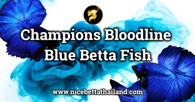 blue-betta-fish-or-solid-blue-and-royal-blue-super-blue-are-a-stunning-variety-of-betta-fish-known-for-their-deep-blue-and-metallic-scales-flowing-fins-these-fish-are-native-to-southeast-asia-thaila