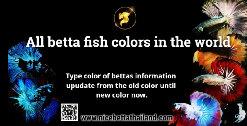 All of Betta Fish A Guide on Patterns, Color in the world Betta Fish are among the most popular freshwater fish around the world. They are so well loved due to the many different shapes and colors which they can be said is King of beautiful fish. There are so many variations that Betta Fish are usually classified by their colors, patterns and tail type. Their aggressive behavior is often off putting for newcomers to the hobby and they are more beauty when they aggressive. However if properly fed and cared for, you shouldn’t have any problems. Betta fish, also known as Siamese fighting fish, are very common with beginner aquarists. They are small and colorful fish with striking personalities. They have been cross bred and develop over years creating the most amazing colorations and tail variations. They do not require a lot of maintenance just good water temperature and food and their physiology and behavior is quite captivating and amazing. Betta fish colors Now, you can see that the color has evolved dramatically. Let’s see how How any betta farms did the betta fish develop their color and what color come to show in the world? This is example all bettas color breeding by Nice Betta Thailand.CO.,LTD and some of rare betta fish color in this moment 2024 and some betta colors have become extinct as well.