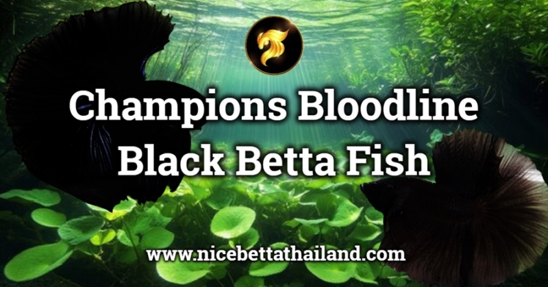 Champions Bloodline Black Betta Fish. Black betta fish solid black or supoer black are a stunning variety of betta fish known for their deep black coloration and long, flowing fins. These fish are native to Southeast Asia (Thailand) and are popular among aquarium hobbyists due to their unique appearance and relatively easy care requirements. Black orchid betta fish are known for their velvety black coloration, which can range from a deep, dark black to a lighter, almost blue-black shade. They also have long, flowing fins that resemble an orchid flower, hence their name. These fish are generally peaceful and can be kept in a community tank with other non-aggressive fish, as long as they have enough space to swim and hide. However, it’s important to remember that betta fish are territorial and may become aggressive towards other male betta fish, so it’s best to keep them in a single-species tank or with other non-aggressive fish. In conclusion, the black betta fish is a beautiful too when placed in a bright tank, the black betta looks even more fascinating, like a black hole moving around inside your tank. The black betta colors available today and their behavior is no different from other Bettas. They can be easily kept by both novice and experienced fishkeepers, whether as a solo or as part of a carefully selected aquarium community. The black Betta can bring joy and excitement to any aquatic environment. Proper care, attention and understanding of the fish’s behavior are essential to ensure that the armageddon Betta is healthy and thrives.