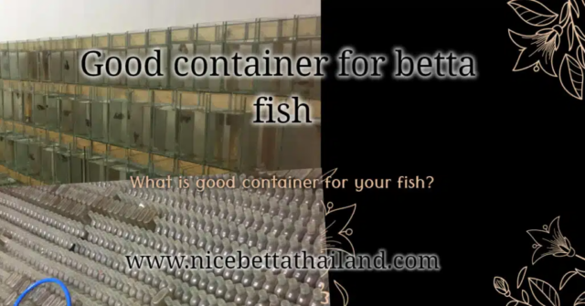 good-container-for-betta-fish-is-important-for-fish-bite-easily-for-take-care-and-use-less-space-therefore-siamese-fighting-fish-breeding-or-betta-farm-is-a-hobby-therefore-can-do-all-parts-of-the