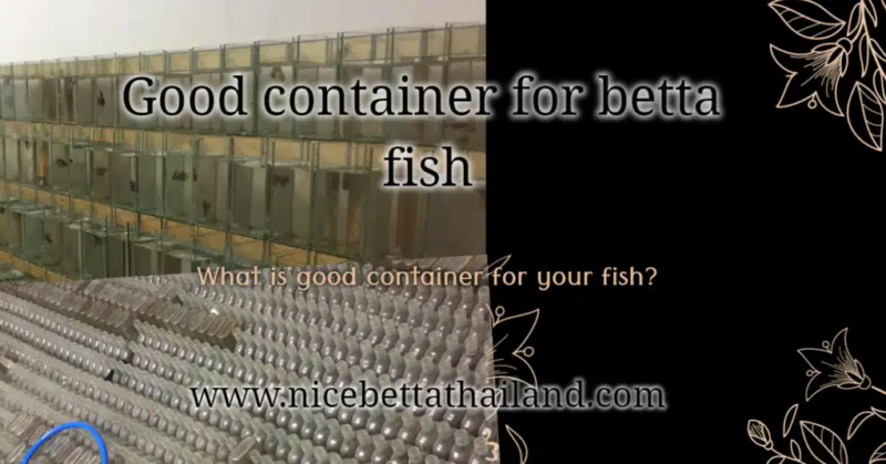 Good container for betta fish is important for fish bite easily for take care and use less space. Therefore, Siamese fighting fish breeding or betta farm is a hobby. Therefore can do all parts of the house Just get clean water with a little acidity. The area is well-ventilated. The temperature during the day is not too high. And not receiving direct sunlight But if you want to raise a small business As an extra income in the home, it is not difficult. Just collect all the equipment in one corner in order to work and take care easily. container for betta fish Important is the location of the banquet area. Should be near the water source that is convenient to find the mites that are used to feed the larvae Because it is a food source that needs to be used throughout the year. In the case of raising in bottles Should make shelves and space saving But if there is enough space, can be placed directly on the cement floor This method helps to change water easily and stop more time. Because it can pour water or let overflow immediately Some of you may modify the car to be a fish house. Or make a canopy on the side of the house to increase the area of ​​culture. Tip In case of using tap water Should stay in the water until the smell of chlorine disappears May use an oxygen pump to increase the quality of the water May add a little salt to adjust the water condition. Rate 1 handful per 20 liters of water. Betta fish farming does not require a good fish tank or a large cement tank that requires both labor and money like other beautiful fish farming. But can bring waste materials or have cheap prices around in everyday life to be adapted to meet the objectives. Must be a material that can store water well Not only easy to leak or break. For breeding and nursery The container should be large. The water capacity is sufficient, lightweight and has a wide cross-section to allow the water to touch the air as much as possible, such as foam crates, plastic boxes, enamelware, plastic cups. In raising fish to bite the adult If there is a small amount, use a small glass cabinet made for raising a particular fish or a square jar made of glass. Because it is easy to clean and looks beautiful But if fed a lot The shepherd uses a glass bottle or a flat bottle because it is cheap, easy to find by cutting the bottle to fit the water level. And keep adding water to overflow from the crack, cutting time to change the water Will save a lot of time and labor Or bring a plastic bottle to cut in half and put water in a line together to reduce the cost of buying a container in another way.