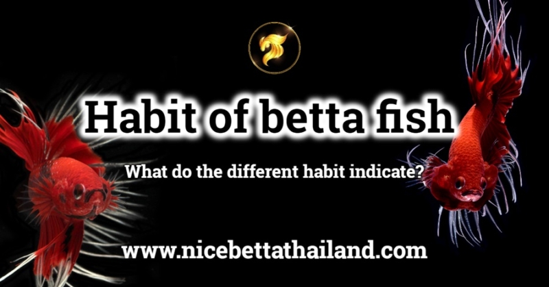 Habit of betta fish Betta fish, although they are highly fighters and may appear fierce, But all of them do it to protect their own territory. For own safety But that’s not really the Habit of betta fish. Betta is an aggressive fish with the betta fish. But not fierce with other fish species Female has a peaceful habit. Can be put together more than one. The fierce male must be should be separately. In normal conditions, swimming with a normal posture Fins wrapped like regular fish But as soon as he saw the same betta fish Go to dance around And find an immediate attack on the opponent Habit of betta fish The personality traits of each fighting fish are really different. If you are someone who has raised many bettas, you will know this. Some bettas have playful personalities. Some of them have lazy habits. Some have a curious nature. Swim around and observe every spot in the fish aquarium tank. All of which may affect the entire siamese fighting fish. But let’s talk about betta fish that have lazy habits. A big problem that can lead to other diseases. betta with a lazy personality From observing more than 10,000 lives from the Nice Betta Thailand farm. It is clear that more than 80% of these types of fighting fish have other diseases and are more easily sick than fighting fish with other habits. Both in terms of a digestive system that doesn’t work well enough, resulting in Dropsy or other illnesses that shouldn’t happen. The current solution we use is to add a mirror so that the fish can see their own reflection. Let him move his body. Extend his tail fins to give him some exercise. This is a good method that can be used with fish with other temperaments as well. In addition to making the fish healthy It also helps make the straight tail fin even more strong.