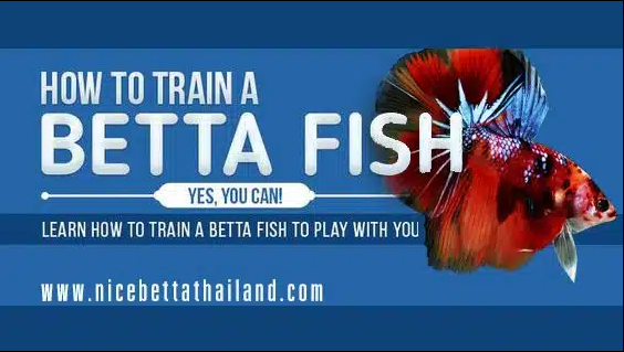 How to Train Betta Fish. Yes, It Can Be Done Tip to train betta fish. Easy step by step learning how to train and play with your betta fish. To make your betta fish respond better suitable for competition bettas or exercise games between each other. Practice train betta fish Training betta fish. Playing with betta fish is not only fun for you or preparing your betta for the competition. It also makes your fighting fish more healthy. Exercise for fighting fish is therefore important. Reduces various problems of fighting fish such as Dropsy and lazy fighting fish symptoms.