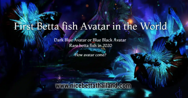 first-avatar-betta-fish-color-in-the-world-return-to-shake-the-siamese-fighting-fish-industry-once-again-with-a-big-breakthrough-in-the-color-dark-blue-colors-betta-fish-avatar-or-blue-black-avatar-th