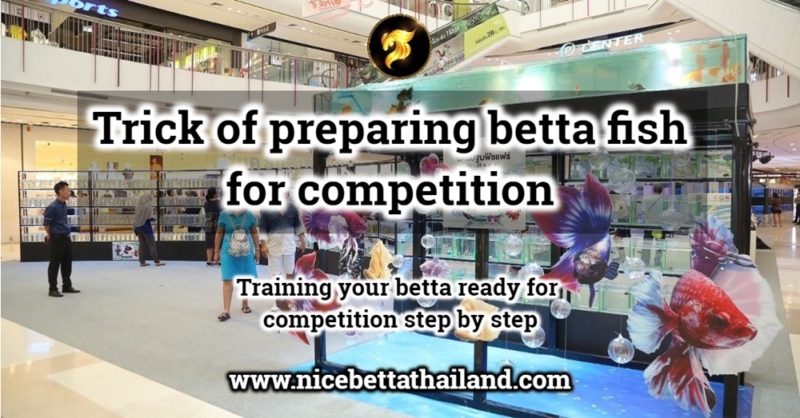 Trick of preparing betta fish for competition Betta fish contestants, preparing for betta fish is important. Let’s see what all the steps are. Learning teach your betta fish for competition step by step. 9 step prepare your betta fish for competition Study the standards clearly in both Thai and foreign work. In each model, try to travel, study and learn from the contest frequently. Watch and observe the fish that won the prize in the standard competition. Change the water to absorb water for 2-3 days / 1 time 50-70% new water change / dozen After 2-3 days before the race I will change 100% water, making fish familiar with new water in the contest. Open for fish dance and move morning and evening 15-20 minutes + breakfast – dinner Get the fish that will be waiting for the contest to get the lights to be familiar to the fish will not stress and in the contest. Send an inflatable couple who is not hoping or hoping to get to the left and right for the character that we hope to be beautiful Making the body that we hope to swim beautiful, standing well, because of the habit of inflating fish together Try to move and move the square before the actual contest. Trying to make the inflatable fish fight with all colors, all types will not be shocked easily, do not remove the color when the director lifts the square Practice to the fish to fight with the pen . Because one thing that is the weapon on the body of the director is “pen” The charm of betta fish is to inflate. If the fish is beautiful, but not inflated, try to put with the female, the smaller male Or change the inflatable Do whatever it takes to inflate To get the fish to compete for me If the fish is not inflated, I will not choose to go. Because of the opportunity to be brought to the finalists There is very little. If you are looking for competition-grade and prepared captive bettas, we recommend that you purchase them here : Competition grade betta fish