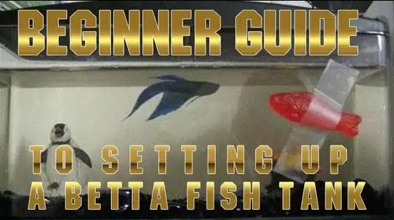 A Beginners Guide to Setting up a Betta Fish Tank Setting up your first betta fish tank can be somewhat intimidating, but it shouldn’t be scary! In fact, it is good if you do feel a little worried, it proves you care and want to learn. This post will cover important steps you should take in order to create the perfect setting for a betta fish tank, it will state the importance of water cycling and give you tips for taking care of your new fish. Getting the perfect set up The tank have you chosen your bettas home yet? We have selected and reviewed some of our favorite betta fish tanks in this guide. Here are a few tips on choosing your own… We recommend 5 gallon (20 – 25 litre tank) or more, this will ensure you have the healthiest and happiest betta fish – which is what having a pet is all about. Another tip is that is is also good to have an aquarium that is longer than high. This isn’t too important but if we were to think of the betta fish’s natural environment – shallow streams – you will see that water depth isn’t too important but longer horizontally swim areas would be of benefit. Position the tank where there is no direct sunlight, but still remains open and visible. Bettas like attention and don’t like dark corners of the room. Do I need a filter for my betta fish? A filter is a must to help keep the water cleaner for longer. However betta fish do not like strong flowing water / currents. So what is recommended is a gentle aquarium filter, or one that has an adjustable flow. The filter will keep the water clean and healthy for the fish. The filter should have a manual that shows you how to set it up. After adding it to the aquarium make sure that it works and hopefully it won’t be creating too strong of a current. If you think the filter is too strong and your filter isn’t adjustable you could create a baffle from an inexpensive tank divider or make sure there are a few plants in the way to break the current. Does a betta fish need a heater? Betta fish are from tropical waters. The water temperature they like is around 77 – 80 degree Fahrenheit. This means that in most countries, yes you should have a heater on your tank. It is important to keep temperatures at a constant. Fluctuations can be dangerous to your fish’s health. This is the job of the aquarium heater, it includes a thermostat ensuring a constant correct temperature even if the temperature in your house goes up and down. We have reviewed some ideal aquarium heaters and produced a guide here. On very small tanks having a heater can be dangerous to the fish’s health due to the temperature of the water warming and cooling too fast. (But we know that betta fish should not be kept in small tanks anyways. ) Beginner betta fish tip: When using large gravel uneaten pieces of betta fish food fall and place themselves down the gaps of the pieces of gravel. This is hard to clean and leads to dirty water. Smaller finer gravel will help combat this. If you want to use live plants you may have to look into the substrate so that the plants can grow and flourish. Before adding any live plants it is advisable to half fill your tank with water as it helps you to place the plants. Live plants are recommended. Check out our guide for more detailed information on how to add live plants to your aquarium – this offers step by step instructions. Adding some decorations This is a great step! ? Now it is time to make the betta fish aquarium that you have set up look great and be a fun home for your fish buddy. Add some fun aquarium decorations or maybe create a themed tank with the use of some ornaments – there are unlimited possibilities. It is always good to think of whose home it is and cater for their needs though. Betta fish love little hidey holes, nooks and crannys to swim to and from. The traditional and iconic aquarium castle actually makes a great feature to the betta fish tank – and they love hiding in them. Or how about a SpongeBob themed Aquarium? A few things to avoid – Plant pots – there has been a small craze of putting terracotta plant pots in fish tanks. This has led to many fish injuries! The drainage hole of a terracotta plant pot has very sharp edges, and fish (especially betta fish) swim quickly through this hole which can lead to huge and deep grazes. Sharp fake plants – quite often fake aquarium plants are made of plastic. If you buy plastic plants make sure that the leaves do not have sharp edges. Betta fish fins are very delicate; any sharp edges can easily tear a betta fish fin. (Keep this in mind for all your decorations). Don’t put your betta fish in the tank yet… So your tank set up is ready and the decorations look great but the water conditions aren’t quite there yet. PH – an ideal PH is 7 Temperature – 77 – 80 degrees Fahrenheit Ammonia – should be 0 Nitrite – should be 0 A fishless cycle is what is required next. Without a fishless cycle your betta could experience ‘new tank syndrome’ – it can kill fish. Basically what this cycle does is build up beneficial bacteria in the tank / filter. These beneficial bacteria are used in the tank to break down harmful fish waste (ammonia) into a less toxic form, first to nitrite and then down to nitrate. Once this cycle is established your tank should stay at a steady Ammonia reading of 0 and Nitrite reading of 0. A lot can be written on this subject and it’s a whole other blog post but it is important to know! That’s why I have to point you towards another page on the web that says it all. (Yes, I’m pointing you away from my site. Not many other bloggers would do that, but this is a great page that includes a calculator). And now you have set up a betta fish tank! It’s time to choose your new betta fish from the local pet store and add it to the newly setup aquarium. If the aquarium you have chosen is larger than 5 gallons you may also be able to add a tank mate or two, however there are a few things you should know… Firstly, add fish slowly to the newly set up aquarium (not numerous fish in one day), this links back to the nitrogen cycle. Secondly, betta fish have another name that you may be aware of, Siamese fighting fish, they get this name for their aggressive and territorial nature. It is important to know what fish can live with bettas, this blog post will go through the details, but in summary no two betta fish should live together, you should avoid colorful fish with flowing fins and your tank needs 5 gallons of personal space for your betta fish. And remember, please don’t use tiny tanks or vases – the water gets dirty / poisonous fast and limiting the movement of the fish is unhealthy and just plain cruel. Yes, betta fish have evolved to survive in small areas of water for periods of time before finding their way back to a stream but the keyword there is survive – they are not happy or healthy, that isn’t a life! Hope you now have your betta tank set up perfectly with many happy years of friendship ahead of you :). Leave a comment describing your betta fish tank or even better a picture or video and let me know what you thought of the article – or if you would like to add to it.