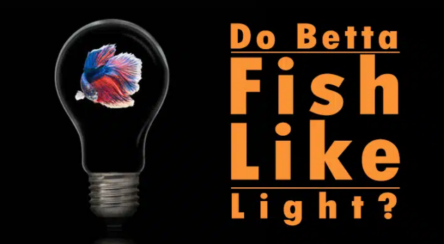 betta-fish-like-light-yes-betta-fish-like-light-and-no-betta-fish-dont-like-light-make-sense-ok-let-me-explain-betta-fish-prefer-a-schedule-where-they-have-regular-light-and-dark-peri