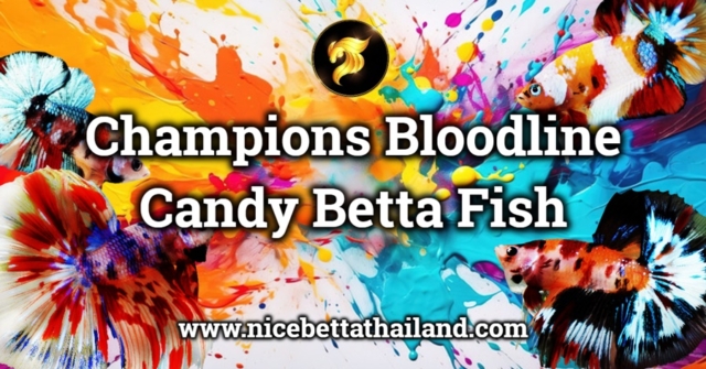 candy-betta-fish-champions-bloodline