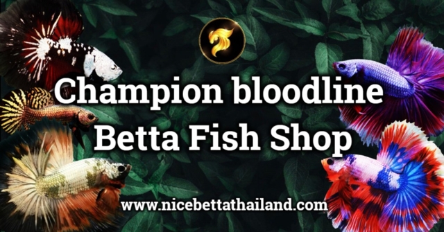 premium-betta-fish-shop-we-can-say-here-are-the-best-thailand-betta-fish-shop-by-nice-betta-thailand-farm-and-the-best-of-asia-gurantee-with-any-biggest-competition-you-can-find-any-high-quality-of-h