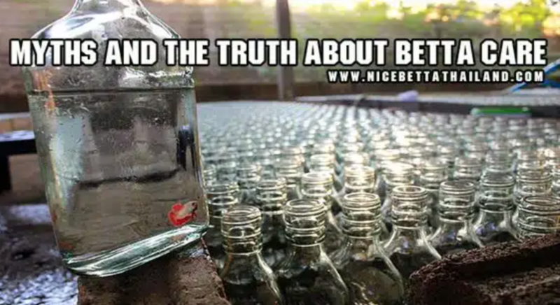MYTHS AND THE TRUTH ABOUT BETTA CARE Myth betta care : Bettas can live in tiny bowls. People think “In pet stores they keep bettas in tiny containers… the bowl I am getting is a castle compared to that. My betta fish will be so happy.” OR “In any case, bettas live in small stagnant pools in the wild and, therefore, it is perfectly appropriate to put them in tiny bowls/tanks.” Unfortunately, these are not a good suppositions. The Truth The small containers bettas are kept in the stores are chock full of chemicals to keep bacteria, fungus and parasites at bay. They are unhealthy places for any fish to be in, and they are not meant to be long term homes. Bettas do live in shallow pools in rice fields in Thailand. But, these puddles are interconnected And can extend for miles. If the puddle the betta is in gets stagnant, the betta has the ability to (and they do indeed) swim to another puddle or, if it is the dry season, jump up to 6 inches into another pool (or even from puddle to puddle until they reach one that has appropriate parameters). In addition, the water they are in is continually refreshed with rainwater and decaying matter. In an aquarium, they are stuck and it is up to us to refresh the water and keep their tanks clean and non-toxic through routine partial water changes. The minimum size tank that you should keep a betta in is 3 gallons. 5-10 gallons is ideal. The smaller the tank the more you have to work on upkeep.