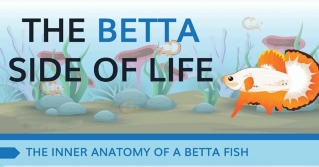 betta-fish-care-infographic-just-because-they-are-pretty-doesnt-mean-they-are-hard-to-take-care-of-betta-fish-are-common-in-countertop-settings-inside-a-glass-vase-with-little-more-than-floa