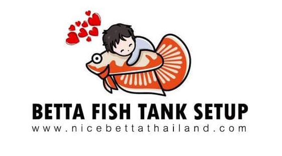 How to Set up a Betta Tank One of the most common questions that people ask when it comes to bettas is, “What’s the best betta tank setup?” Alongside food, perhaps the most important factor that affects a betta’s well-being is the quality of its water and its tank or aquarium setup. In this lens, I’m going to discuss the importance of having a good tank setup for your pet betta fish and how you can maintain the health and beauty of your fish by giving the best home he could have. Size Does Matter While it’s true that bettas can survive regardless of the tank setup (thanks to their labyrinth organ which allows them to breath oxygen even in small bodies of water), size still matters. Most siamese fighting fish experts agree that in order for bettas to live full, quality lives, they have to be housed in tanks no smaller than 2.5 gallons. And with that, I mean housing ONE male betta per tank. Bettas can live an average of 2 years, but I have heard of several accounts of bettas living up to 5 years because they have been kept in large tanks. To give you an idea on the best betta tank setup you can choose from, feel free to read along. Types Of Betta Tank Setup (From Best to Worst) Individual Tank (2.5 to 5 gallons) I believe, and most betta experts would agree that this is the best tank setup for your betta fish. Filtered or unfiltered, what makes small individual tanks an excellent choice is that they are easier to clean and maintain. If you wish to place a filtering system, make sure you choose a model that has a flow control. Strong currents from power filters can hinder your betta from building bubble nests (which they love to do!). Corner filters are also good but stay away from undergravel filters as much as possible especially if you are using a tank smaller than 5 gallons. With undergravel filters, you are required to take everything out of your tank (pebbles, plants, accessories, everything!) every time you need to perform a full water change so it is not advisable. It’s also okay not to put a filter on your tank just like in my case. However, you have to understand that dirt and ammonia can easily build up in smaller tanks especially when they are not filtered. Therefore, if you decide not to put a filter in your small tank, make sure you perform FULL water changes on a regular basis. For 2.5 to 4 gallon tanks, I suggest doing FULL water changes every 3-5 days. For 5 gallon tanks, you can do water changes every 5-7 days, provided that you replace at least 25 percent of the water once within that period to maintain the quality of your water. Read more : 5 Min guide make good betta fish water When it comes to adding heaters, I suggest you only add one if you are living in countries that experience cold seasons. Since I live in Asia, I don’t put heaters to any of my tanks because the temperature ranges from 76-82 degrees Fahrenheit all year long. One advice in adding heaters: Don’t add one if your tank is smaller than 5 gallons since most heaters can heat up water in small tanks really fast and may kill your betta. I consider this setup as second best because most of the breeders I know keep their bettas in tanks this size. This is the perfect setup if you are a breeder and are keeping 200 plus bettas in your home. You definitely don’t have to put a filter for this setup since it’s too small to have one, so that means you have to perform FULL water changes every 2-3 days. Betta Trivia: What do you think of this betta tank setup? Divided Tank Haven’t tried this setup yet but what I’ve heard and read from those who have is that it is not a very good tank setup for your betta. The problem with this setup is that even though two or more male bettas have dividers to separate them, they are sharing the same water. When one of your bettas get sick, there’s a huge chance that the others will get contaminated. So if you’re planning to go for this kind setup, forget it. Community Tank This setup is pretty similar to the divided tank, only that it doesn’t use any dividers. The problem with this setup is that your betta is going to share the same thank with other types of tropical fish, and since bettas are aggressive in nature, they can go and attack other fish smaller than themselves. Or if you put them together with other aggressive fish like tiger barbs, the tables can turn and they can fall victim to these fin nipping fish. Finally, just like in divided tanks, your betta is going to share the same water with other fish, which means they have a higher chance of acquiring disease. While this kind of setup may seem to be attractive, I don’t recommend it at all. Female betta fish sorority tanks Performing Water Changes For Betta Tanks Next to food, water quality is the best determining factor of the health and beauty of your betta splendens. Most betta diseases are a result of poor water quality, and could be avoided through regular water changes. Believe it or not, many betta experts agree that the best way to maintain the quality of the fins of long-finned bettas such as halfmoons and crowntails is by performing massive water changes. And by massive, they mean changing the water of your betta’s tank as frequent as every day! This may not apply to you if you are only keeping your betta exclusively as a pet, but if you wish to maintain the beauty of your show type bettas, then there’s no other way around it but to maintain your betta’s water quality through regular water change. So how exactly do you change the water of your betta’s tank? I have here a table of different tank sizes and how frequent you should change their water: Tank Size Frequency of Water Change Gallon and below ————————————————————–2 to 3 days 5 to 5 gallons (unfiltered)—————————————————-5 to 7 days Gallons and up (filtered)——————————————————Once a month (25% weekly) When performing water changes, I suggest taking out everything and changing 100 percent of the water. Unlike other tropical fish, bettas are selectively bred, and their fins are highly sensitive to dirty water. You also don’t have to worry about stressing them when doing 100% percent water changes because the rule that says you have to leave at least 10 or 20% of the water unchanged does not apply to bettas. Always use aged water for your bettas, and make sure to add water conditioner before putting your betta back inside the tank. Your tap water may contain chlorine and other elements that might be harmful to your betta, so you would want to treat it first with a water dechlorinator. Water dechlorinators are fast-acting and can eliminate chlorine and chloramines from the water within minutes, but still, aging your water or letting it settle for a day or two before using it is still necessary to ensure its quality. Final Thoughts On Adding Tank Accessories Tank accessories such as substrate, live/plastic plants, heater, and filtration system are a great addition to any betta tank. However, you have to consider your goal for keeping a betta first before deciding on adding them. Are you keeping bettas for the sake of a hobby? Or, are you breeding them to make some money? If your answer is the former, then I would say it’s okay to add accessories to your betta tank setup especially if you’re only keeping a few bettas (1-5 maybe). However, if you are breeding bettas for a living, then there’s no point in adding accessories to your tank since you’re going to keep more than 200 hundred bettas once your breeding becomes successful. As I have said, most breeders keep their betta fry in tanks smaller than 1 gallon, and since they’re going to dispose of them anyway, they leave their tanks bare. This a common practice among betta breeders in Thailand and other parts of Asia. Meanwhile, here are some of the pros and cons of adding accessories to your betta tank setup: The Pros: Accessories make your betta tank attractive. Substrate such as pebbles can serve as biological filtration for your betta tank. Some accessories can serve as hideout for your betta. The Cons: Accessories can give you a difficult time cleaning your betta tank especially if you are keeping more than five bettas. Sharp edges either from plastic/live plants or from other add-ons can cause damage to your betta’s fins. Betta tank accessories can be pretty expensive. Some live plants are not easy to maintain. When the leaves rot, they can be the cause of disease for your betta. Furthermore, let me point out to you the only instances when you should add accessories to your betta tank such as filtration system, heater, substrate, plants, and more. If you cannot commit to perform regular water changes for your betta tanks. (Your filtration system helps keep your betta tank clean for weeks) If you are living in countries that experience cold seasons. (You will definitely need a heater to keep your betta water warm) If you are keeping only a few bettas (what I consider few is around 1-5 bettas). I’m not saying that you cannot add accessories to your betta tanks at all if you are keeping hundreds of bettas. I’m only suggesting that the ideal tank setup for them is the bare tank. Some breeders design a drip system for their bettas for easy water maintenance. In the end, it’s up to you to decide what you think and feel is the best betta tank setup for you and your fish. And hopefully, you are fully aware of the pros and cons of each of the betta tank setup that you can choose from.