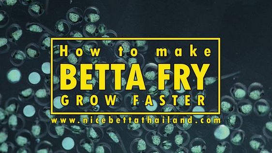 How to make betta fry grow faster Let’s make betta fry grow faster. Each person has a unique perspective on this issue. We saw fish on the list online auction Aquabid or on the website to create your own reputation, that they achieve the perfect beauty when only 2 or 3 months old, and then look to seem frustrating at the child his age as tadpole 4 months and wondering what I was doing wrong. These advantages make your fish grow faster, of course, that you can achieve your breeding goals faster by conducting the next Rice pressed after every 3-4 months instead of 7-8 months. Because most people are attracted to breeding betta fish, specifically because of the combination of colors / patterns their almost unlimited, and proceed to the next generation as quickly as possible is which we most desire. However, you can also among the breeders for whom the betta fish just entertainment but not interested they grow too slowly. In that case, the following guidelines may be helpful for you if you like to display or sell their fish, and want them to grow as fast as possible in a given time. Water for betta fry grow faster Here is what I think is the most important of these important water quality. Most new breeders usually do not change the water level enough that they should take to fry grow rapidly. The main reason is the only dedicated breeders feel the need to change the water once or twice a week is sufficient to maintain concentrations of ammonia and nitrite / nitrate in the aquarium. Although this is necessary to ensure long-term healthy betta fry, but change the water twice a week is not enough to help your fry grow best. This explanation is not simple. The scientific research has demonstrated that most species of fish, including bettas, secretes hormones that inhibit growth. Bettas in the offspring, it can be said that the growth hormone potential limitations of the smaller children in the herd and bring advantages to the bigger, stronger. Although it is difficult to explain the significant difference in size between the fishes in the same herd, in my personal opinion based on what I know, this hormone actually inhibits the growth of fish so they can not grow fast in their living environment. In nature, this is a useful tool to ensure that there is enough space and resources for the whole flock. Also in the tank, this is not favorable. Only a few in the herd of about a hundred in the 10 gallon will soon release a sufficient amount of hormone to inhibit the growth of a strong unless the water is changed, and changed on a regular basis. I replace at least 50% of your aquarium water every day. Other successful breeders say that they replace 80-100% of water per day and get great results. Began to change the water when they reach 2 weeks of age. If you start pressing the water a half, when they reach about 2 weeks old, you can begin to add water, one gallon at a time, on each day until full tank. This process should last for 4-7 days, then fry large enough to be able to use a siphon tube to change the water more easily. Just suck the dregs from the bottom of the tank with a small siphon tube (I tied the end of the tube into a syringe for easy manipulation) and carefully vacuum the bottom of the tank. When the lake is clean, you can use the cups to scoop out the remaining 50% of the water fast and can detect if you happen to hit any child. When you scoop out half of the water, you simply fill the tank with clean water has been treated. I do not recommend more than 50-70% water changes every day. Although the fish grow faster when all hormones are taken out of the water, but I found that instead of the entire country when young fish can make them nervous. After the fish are separated, you may be able to continue to make the fish grow by 100% water changes every day. Feeding betta fry grow faster Although I always betta suggested by the best type of food that you have but I noticed that only a minor problem compared to the water quality. Betta reaches exhibition size within 4 months with nothing but frozen food and lots of water changes. Fresh or frozen food does not play a decisive role for fish to grow quickly, but they can improve the health and general condition of the fish, but it also contributed to the fish reach larger size – so please applied when you can. An interesting method to feed bettas thrive is described by a breeder from IBC Rod Panerio, he said that the betta can reach the exhibition size within 8-12 weeks of using this technique . He combines several water changes to cram for fry large quantities of fresh food rich in protein. Food choices consistent with the size of the fish, he said the greatest foods that they can swallow. Fish were fed several times a day, so much so that they can eat. Some might argue that this approach is extreme because he noted that many fish die of indigestion. However, this method provides remarkably effective! As mentioned, he is also rather a lot of water in the aquarium, a strong push to create beautiful betta fish, notably large and rapidly in a very short time. I realized that if I replace plenty of water every day, it can take a lot of time, especially when you have a lot of lakes. This is very difficult to implement, especially when most of us still have to sort of work, family and other activities not related to fish. However, if you get stuck in the fish, I simply suggest that you try to do – even once – just to see what happens .. I believe you will be satisfied with the results. Besides stimulating the betta fish grow faster, regular water changes with food quality also makes beautiful betta once they mature. So you roll up his sleeves and plunged his hand into the water. I think you will discover that it is worth it.