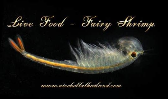 Live food or Fairy Shrimp for betta fish Which is the best food for betta fish? The red-tailed fairy shrimp (Streptocephalus sealii) is a freshwater cousin to the popular brine shrimp. Newly hatched fairy shrimp are smaller than newly hatched brine shrimp and are useful for feeding fry that are too small for brine shrimp. Both Thai and red-tailed fairy shrimp eggs can be purchased on-line though Amazon. This blog deals with hatching and raising the red-tailed variety and the care requirements for the Thai fairy shrimp may be different for betta fish For hatching fairy shrimp eggs, water with a low mineral content is required. The directions that come with the eggs suggest bottled spring water, but 3 to 4 parts distilled or R/O water mixed with 1 part aged aquarium water also works well. Add a small amount of eggs to the water and stir. The water should be stirred again after the eggs have hydrated for an hour or two. No aeration is needed and the hatching container should be well lit and kept at room temperature. Hatching takes about 24 hours and the newly hatched shrimp should be fed to your fry shortly after hatching. Since it is a freshwater culture you can pour the shrimp in with your fry and they will live until eaten. You can also gut load your shrimp by feeding them green water or powdered spirulina algae before feeding to your fry if desired. Important for betta fish fry Because their life cycle requires that the eggs enter a dormant stage by being dried and chilled, they are not suited to a continuous culture. However, it is easy to raise them to adults and collect the eggs. If you plan on raising some fairy shrimp to a larger size then a shallow container with lots of surface area works best. Plastic shoebox containers work well. Fill your container with about an inch of water and add a small amount of eggs. Mix well then mix again in an hour or two. Light the culture with a bright light and keep at room temperature. Once the eggs start hatching you can feed the shrimp. Although the instructions for the eggs say to feed the shrimp with yeast, better growth rates can be achieved using green water or powdered spirulina and these are less likely to foul the water. Add just enough food to tint the water green and repeat once the water clears up. At this point you can add an airstone with a slow airflow to help keep the food suspended. Also adding a few ramshorn snails will help keep the bottom and sides free from algae and settled food. To maintain your culture, siphon off any debris from the bottom of the container and add back in a little more water than you removed to gradually raise the water level. You can feed any excess shrimp to your fish as they grow. A healthy culture can maintain about 20 adult shrimp per gallon of water. At about 4 weeks your shrimp will start producing eggs and you will see egg sacks on the females. At this point you will want to start saving anything that you siphon off the bottom. Put the siphoned material into a jar and let it settle then pour off the excess water. Continue to collect the eggs until your shrimp die of old age at about 8 weeks. Next pour all the collected eggs into a brine shrimp net and rinse well then allow to dry. Once dry the eggs can be packaged in a plastic bag, labeled, and put in the refrigerator for 3 to 6 weeks after which they will be ready to to hatch. Because the life cycle of the fairy shrimp doesn’t allow for a continuous culture or harvesting mass quantities of eggs, it is not likely to replace brine shrimp as a staple diet for fry. However they do make a good transitional food until fry are large enough for brine shrimp and adult shrimp that are near the end of their life cycle make an excellent conditioning food for adult fish.
