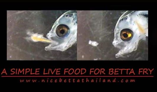 simple-live-food-cultures-for-growing-healthy-betta-fry-simple-live-food-cultures-for-growing-healthy-betta-fry-hobbies-can-mold-a-persons-life-in-a-way-that-can-be-unimaginable-not-only-ca
