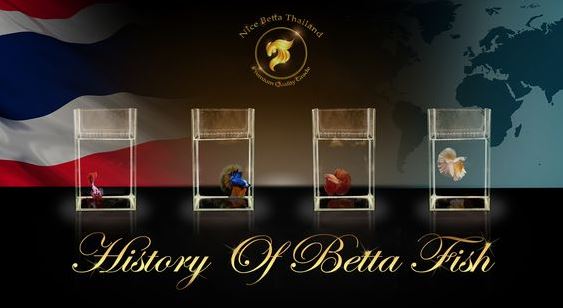 The History of Betta Fighting Fish History of betta fighting fish, Accessorizing with fish was not what the people of Siam originally had in mind when they started collecting Bettas prior to the 1800s. Known as Siamese Fighting Fish, the Betta fish of that time were not the same elegant, little fish we see today. With much smaller fins and a dirty greenish-brown hue, they were bred for competitive fighting and not for the fame of their magnificent finnage and colors. Native to Siam, (now Thailand), Indonesia, Malaysia, Vietnam and parts of China, these fish became accustomed to water temperatures that were often at or above 80 degrees. History of betta Collecting In the history of betta Collecting for the children of Malaysia, in southern China, collecting these Siamese fighting fish was a favorite pastime. The children would catch as many as 50 Bettas an hour from the rice paddies, and then conduct fish fights to determine the village champion. Usually, the winner was the biggest fish they caught. Once the wounds healed on the prize-winning fish, he would go into competition again against a new opponent. This pastime diminished significantly when agricultural chemicals and mechanized plowing were introduced for the harvesting of the rice paddies. However, the fields were not the only place where one could find Bettas. They were also living in watery ditches, stagnant ponds and gentle flowing streams. History of Betta Fighting Matches Known as plakat, which means tearing or biting fish, the wild Bettas generally would have short-lived fights of only a few minutes. Nevertheless, once the Siamese started to breed them specifically for fighting, these matches could go on for hours. The winner was determined, not by the wounds he inflicted, but instead by his willingness to continue fighting. The losing fish retreated and the match was over. Destruction to the families of the men betting on the fish was also substantial, with potential losses as great as his money, his house, and on occasion, his wife or other family members! Observing the obvious popularity of these fights, the King of Siam started licensing and collecting these fighting fish. In 1840, he gave some of his prized fish to a man who, in turn, gave them to Dr. Theodor Cantor, a medical scientist from Bangor. Describing these fish in an article nine years later, Dr. Cantor gave them the name Macropodus Pugnax. In 1909, Mr. Tate Regan renamed them Betta Splendens, noting that there already was a betta species with the name Dr. Cantor used. It is believed that Mr. Regan got the name from a warrior-like tribe of people named “Bettah”. By the last quarter of the 1800’s, the Betta Splendens were introduced into France and Germany and in 1910 they were first seen in the United States. With the variety of colors and fin combinations introduced, these fish were considered to be a different species, thus a long list of alternate names was created. The Modern-Day Betta Today, Betta Splendens are the most popular fish with breeders in the United States and Japan. Commercial Betta farms in Malaysia and Singapore breed both display Splendens and fighting Splendens, with the breeding of the fighters producing the most revenue. Fighters are often discarded following their matches and new ones are bought, whereas, display Splendens live up to four years. The Colorful Betta Although Betta fish were originally bred for their fighting tendencies – and still are today – colorful mustard bettathey have become more widely sought after for their vibrant colors and “showy” fins, both of which have earned the Betta the nickname “The Jewel of the Orient.” In the wild, bettas only display vibrant colors when they are agitated, but breeders have been able to make the trait permanent and have developed a wide array of vivid hues that are specific to the breed. Bettas are usually available in red, pink, orange, green, blue, black, cream and even an opaque white. The blues ranges from very dark to very bright as well as light blue and turquoise. These blues – along with greens – are typically somewhat iridescent, unlike black or reds. Betta Color Patterns Breeders have also developed color patterns in betta fish, including marbling, which is usually blue and red with a pale base color, and “butterfly” coloring, which means the betta’s body is a solid color, but its fins are divided into two distinct colors. bettas are also now bred in metallic colors such as copper, gold, rust and platinum. Betta Fish Tails Betta fish are also bred to have a wide variety of tail fins. These can include the Veil Tail, red betta fishwhich is the most common type, where the tail appears to arch up before draping down like a veil. Crown Tail Bettas have spiky, separated tips on their fins, while Half-Moon Tails have straight edges and, just like a half-moon shape, spread open in a 180-degree angle. Rose Tail Bettas have so much going on in the fin department, their tails drape and overlap, giving them the appearance of overlapping rose petals. Although similar to Rose Tails, the fins on Feather Tail Bettas have a more ruffled, feathered appearance. Other tail types include the Delta, Super Delta, Double Tail, Spade Tail, Half sun, and many more. New Betta Varieties Breeders around the globe are continuously developing new varieties of Betta fish – including working to introduce the same range of colors in female bettas that had previously only been available in male bettas. Another a recent addition to the betta family is the Giant betta, which was developed in 1999. Two very large betta fish were located and bred, and their offspring was bred again and again to establish a line of Giant Bettas, which are significantly larger than standard betta fish. History of Betta Fun Facts! The fish have become so popular, they’ve even earned their place in pop culture. Here are some fun facts: Betta fish fighting techniques are referenced as a strategy in the 1963 James Bond movie, From Russia With Love. The criminal organization SPECTRE plans to let the U.S. and Soviet Russia “fight to the death” until one loses, then take on the exhausted winner – just like Siamese Fighting Fish. Meanwhile, the popular Disney Channel series Fish Hooks features Milo, a Siamese Fighting Fish, while betta fish have been used as backgrounds and screensavers for both Windows 7 and Windows 8 operating systems.
