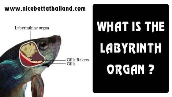 What is the labyrinth organ? Siamese fighting fish labyrinth organ (Betta splendens) are some of the world’s most popular aquarium pets. Their shape and long fins are easily recognized by many people. What most people don’t know is that they breathe air just like you and I. Betta fish are members of the family Osphronemidae. All of these fish are have to breathe air or else they will drown. These fish, which also include the popular gourami, breathe air with the use of their labyrinth organ (this has gained them the nickname labyrinth fishes). Today I will give you a little more insight into how this organ works and why it is so important that betta fish and gourami have access to the air. There are over 370 species of fish that have the ability to breathe air. These fish fall into two categories: facultative and obligate. Facultative air breathers only use their ability when the oxygen in the water runs low. Obligate air breathers have to breathe air because their gills can’t take enough oxygen from the water. Betta and gourami fall into this category. labyrinth organ betta fish As I said earlier, gourami and betta take oxygen from the air with the use of their labyrinth organ. This organ is an extension of the gill plates (bone that anchors the gills) and is made of many folds of bone. Very small blood vessels run over these folds and take the oxygen from the air in a very similar manner to lungs. Below you see a drawing of a giant gourami’s (Osphronemus goramy) gills and the labyrinth organ. When the fish gulps air it fills this chamber. When you see a bubble rise out of your betta’s mouth it is not burping but releasing the air from the labyrinth chamber. This strange organ also allows bettas to build bubble nests and certain species of Betta spp to be mouth-brooders. This means they carry their eggs in their mouth until they hatch instead of guarding a nest. The strange little labyrinth organ makes bettas and gourami unique among fishes we commonly see in pet stores and in our tanks. But their ability to breathe air should never be used as an excuse to keep them in sub-standard conditions. They should be appreciated for their uniqueness and treated like any other tropical fish: with clean, warm water. Because betta fish and gourami are obligate air breathers they have to take gulps of air even at night. For a fish with no large plants or decorations near the surface this often means sleeping on the substrate and dashing to the surface for air. To prevent the fish having to exert a lot of energy to make it to the surface, offer large floating plants like water sprite or have large-leafed plants like java fern close enough to the surface. The betta hammock is an artificial leaf if you don’t want to work with live plants. Don’t put it directly under the light as bettas enjoy sleeping in the shade.