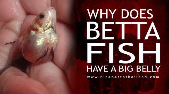 Why does my betta fish have a big belly It can definitely be a little odd when you wake up one day to see that your Siamese fighting fish or betta fish have a big belly. Bloating, gassiness, and a big belly are not things that you might think your fish can suffer from, but that is not true at all. Betta fish can and do often have big bellies, unnaturally big bellies which they did not have yet last week. This is most likely a bad sign and it needs to be taken seriously. So, why does my Betta fish have a big belly? Overfeeding Your Betta Fish One of the main causes of bloating and oddly big bellies in Betta splendens is overfeeding. The reality is that many people over feed their fish, which is especially true for beginners. Of course, just like with us humans, over feeding a fish is not a good thing at all. If you feed your Betta fish too much, it will definitely enlarge their bellies, bloat them, and even cause other problems further on down the line. Over feeding a Betta fish can result in many different issues. One of these issues is a swim bladder disorder that renders them unable to right themselves in the water. There are also other serious issues that can occur, such as constipation, which is definitely a big cause and a result of bloating at the same time. Constipation comes with its own set of problems that neither you nor your Betta fish want to have to deal with. Furthermore, Betta fish are carnivores, so if you feed them too much plant based foods, they will not feel well, get bloated, and most of the food they ate passes through them undigested. This is a pretty big problem because all of that undigested matter releases a whole lot of ammonia and other unwanted substances into the water. The point here is that feeding your Betta fish too much food is usually what causes bloating and the appearance of a big belly in the majority of situations. The trick is to feed them no more than they can handle. You should feed your Betta fish twice per day, giving them no more than they can eat in a total of two minutes for both eating sessions. You should space the feedings out evenly to be 12 hours apart in order to give the Betta fish time to digest the food. Remember folks, the Betta fish has a stomach the size of its eye ball, so over feeding is easily done if you are not paying attention. Lean more about Which best food for betta fish Bloating From Dropsy Now, over feeding your Betta fish, while it can have serious consequences, if you realize what you are doing early enough, is fairly easily fixed and avoided. However, there are more serious causes of why your Betta fish has a big belly. One of these causes is a very serious condition called Dropsy. Dropsy is not actually a disease on its own, but a resulting side effect of other conditions. These causes can include over feeding, a swim bladder disorder, high levels of ammonia and nitrates in the water, as well as parasites and bacteria that have infected your Betta fish. These are all causes of dropsy and they will make your Betta fish’s belly bloat and swell up quite visibly. Dropsy is actually the failure of the major organs in your fish. In case you are unsure of whether or not your fish has dropsy, other symptoms include elongated scales, loss of appetite, loss of color, lethargy, sluggishness, clamped fins, pine coning, and a swim bladder disorder. The big problem here is that once your fish reaches the dropsy stage, when fluids are building up internally and organs are failing, it is almost impossible to treat. It can be treated in rare cases, but even so, dropsy and the accompanying organ failure often comes back for a second round. If it does not prove fatal the first time around, it will most often be fatal the second time. our Betta Fish Is Pregnant Another reason why your Betta fish might have a very large belly is because it is a female and she is full of eggs. The first thing you will want to do is to confirm that you indeed have a female Betta fish. The buildup of eggs happens in most female Betta fish when they are preparing to lay eggs and mate with a male. Of course, the eggs take up a good amount of space, so an enlarged belly is very normal here. If you have a female, if she has white vertical stripes, and has a little white tube or dot on here belly (where the eggs come out of), you can rest assured that your Betta fish is pregnant. Now, while this issue is not too serious on its own, you will need to learn how to deal with the Betta fish fry. Some people keep them and take care of them, some people sell the young Betta fish fry for money, and some just let the parents eat the young, as Betta fish are known to do. A Tumor In very rare cases, a Betta fish may have a big and bloated belly due to a tumor. This does not happen all that often, but it does happen. In other words, the bloating is not actually bloating, but a tumor visibly bulging. In pretty much every case, unfortunately, tumors in Betta fish will prove to be fatal, either sooner or later. Conclusion If your Betta fish has a big belly that is enlarged and looks very bloated, it could be due to several different reasons. If you cannot manage to find the cause, and thus the solution, on your own, you should go to a vet and seek medical help for your Betta fish. While bloating might not seem like a big deal, the reality is that it is often either a cause or a result of a more serious issue that can be disastrous.