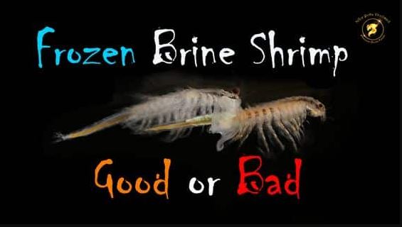 Brine shrimp good or bad Yes indeed, as long as you enrich the adult brine shrimp food for betta fish, disinfect it in freshwater before you offer it to your ponies, and your seahorses will eat it, it’s all right to supplement your seahorse’s diet liberally with the Artemia, as discussed below BRINE SHRIMP (Artemia spp.) Pros (Giwojna, Oct. 1996): Adult Artemia are readily available from your fish store or through the mail. Easily raised from cysts to provide nauplii of all sizes and stages of development. Excellent tolerance for saltwater: feed and forget–survives until eaten. Easy to gut-load and enrich. Accepted greedily by most seahorses (except Hippocampus reidi and H. ingens). Cons (Giwojna, Oct. 1996): Poor food value–good source of protein, but lacking in other essential nutrients. Must be fortified or enriched to increase nutritional content. Cannot be used as staple diet. Culture Instructions: Specific gravity: 1.020-1.026; pH: 8.0-9.0; Temperature: 77 degrees F (25 degrees C) An easy way to raise small quantities of brine shrimp is to set up a 10-20 gallon tank in a location where it receives natural sunlight to promote the growth of green algae, and provide gentle aeration using a length of airline tubing as a bubbler (avoid fine bubbles and the use of airstones; Giwojna, Oct. 1996). Sprinkle 1/2 teaspoon of eggs on the surface of the water. The nauplii will hatch 24-36 hour later, and the day after they emerge, they can be fed sparingly with various additives and enrichment products (Giwojna, Oct. 1996). Adjust the amount so a slight haze barely clouds the water for a few hours each day. Do not feed again until the water is crystal clear, and avoid overfeeding at all costs. Maintain constant aeration to keep the food in suspension, and feed very small amounts fairly often — never a large quantity at any given time (Giwojna, Oct. 1996). The first generation of brine shrimp will reach maturity after 2-3 weeks, and the culture will then be self-sustaining (Daleco Aquarists Supply Manual, 1995). Add more eggs as needed to supplement natural reproduction and bolster the population of brine shrimp. Top off the tank with freshwater regularly to make up for evaporation, and replace about 25% of the culture water on a monthly basis (Giwojna, Oct. 1996). It’s a good idea to set up 2 or more culture tanks for adult Artemia at the same time so you can harvest a little from each culture and prevent the population of shrimp in any one tank from being depleted to the extent it can no longer sustain itself. Rearing Artemia this way makes it easy to select nauplii at just the proper stage of development and size for your sea horses (Giwojna, Oct. 1996). Comments Brine shrimp are no doubt the most widely used live foods for sea horses. They are convenient, always available, easy to hatch and raise, and adults can be bought by the pint or quart at many fish stores (Giwojna, Oct. 1996). However, commercially raised brine shrimp have one big drawback. By the time they are purchased and released in the aquarium, they usually have not eaten for several days, and starved brine shrimp are nutritionally barren. It is therefore imperative that brine shrimp be fortified before they are fed to your sea horses. (As discussed earlier, unfortified adult brine shrimp are useful for feeding to captive-bred seahorses on a staple diet of enriched frozen Mysis on their fasting days precisely because the brine shrimp have nonexistent nutritional value.) Fortunately, brine shrimp are filter feeders and will take in whatever is suspended in the water with them that has a manageable particle size. This can be yeast cells; unicellular algae; rotifers; micronized rice bran, whey, wheat flour, or egg yolk; dried Spirulina algae; water-soluble vitamin and mineral formulations designed for marine fish; or whatever else the aquarist cares to add to their culture water (Daleco Aquarists Supply Manual, 1995). I recommend using one of the concentrated food additives or enrichment products that have recently been developed specifically for mariculturists. The best additives are rich in lipids, especially highly unsaturated fatty acids (HUFA), and vitamins such as stabilized Vitamin C and cyanocobalmin (B-12) (Giwojna, Oct. 1996). Adding such enrichment products to a 6-ounce portion of brine shrimp, and then allowing at least 12 hours for the shrimp to ingest it can fortify store-bought adult Artemia (Giwojna, Oct. 1996) Liquid vitamin formulations can also be added, and the ability to enrich their lipid and vitamin content this way allows us to treat brine shrimp as animated vitamin pills for seahorses (Lawrence, 1998). The savvy seahorse keeper should regard enriched Artemia as bio-encapsulated food for his charges and take full advantage of every opportunity to fortify the shrimp (Lawrence, 1998). The survival rate of marine fish fry improves dramatically when they are fed lipid-enriched brine shrimp nauplii, and the importance of fortifying Artemia in this manner cannot be overemphasized (Forrest Young, pers. com.). In fact, the Steinhart Aquarium in San Francisco has successfully raised Hippocampus erectus from birth to maturity on a diet consisting solely of brine shrimp (Herald and Rakowicz, 1951). For best results, however, brine shrimp should be considered only a dietary supplement, with of the bulk of your sea horses’ diet consisting of hard-bodied crustaceans such as Mysids, feeder shrimp or Gammarids. However, Sandy, if you’ll be supplementing your seahorse’s diet with adult brine shrimp regularly, there are a few precautions you must be careful to observe. First and foremost, you must be careful to disinfect live food beforehand to assure you won’t be introducing any pathogens or parasites along with the prey items, as discussed below. There is one potentially serious drawback to feeding your seahorses living prey on a regular basis. There is always the chance that you can introduce disease into your aquarium along the with the live food. Live Artemia (brine shrimp), for example, are known disease vectors for a long laundry list of fish pathogens, and should be treated with caution in that regard – especially if obtained from your local fish store (LFS). The aquarist who relies on live foods for his seahorses MUST take special precautions to eliminate this potential danger! Good or bad for betta fish? Fortunately, there are a couple of simple measures that can minimize such risks. Decapsulating Artemia cysts, for instance, removes all known parasites and pathogens, effectively sterilizing brine shrimp eggs. Large public aquaria routinely go a step further, disinfecting live foods by administering a 10-minute freshwater bath and then rinsing it thoroughly through a 100-micron strainer before offering it to their seahorses (Bull and Mitchell 2002). Home hobbyists should do the same (a brine shrimp net will suffice for the strainer). Brine shrimp — the chief offender as a disease vector — tolerate this disinfection process extremely well. In addition, adult brine shrimp (Artemia sp.) are now available from High-Health facilities, which greatly minimizes the risk of disease contamination, and if possible, Sandy, you should take full advantage of these safe vendors when purchasing live foods. Secondly, you must be aware that unfed adult brine shrimp are virtually nutritionally barren, and it is therefore vital that they be enriched improperly before you offer them to your seahorses. It is a great idea to enrich the brine shrimp with Vibrance, but make sure you use the lipid-rich Vibrance I rather than the low-fat formula (Vibrance II) for the Artemia. Adult brine shrimp are a good source of protein, but they have very little fat content. The lipid-rich formulation in Vibrance 1 (the original Vibrance) is thus ideal for enriching brine shrimp, transforming them from nutritionally barren, empty calories into a high-fat powerhouse of vitamins and nutrients that’s loaded with color-enhancing carotenoids. As an added benefit, enriching brine shrimp with Vibrance is also an excellent way to get your seahorses to ingest beta-glucan, which will boost their immune systems and help keep them healthy. As a matter of fact, Sandy, unenriched adult brine shrimp have such poor nutritional value that I now use it as an alternative to fasting days. Fasting day always used to make me feel like a heartless heel, as I described in my new book on seahorses: ”The only thing I don’t like about this extremely nutritious diet is the obligatory fast day. The problem with fasting is that my Mustangs don’t seem to realize it’s good for them — that it’s absolutely in their own best interests, essential for their long-term health. Whenever I make an appearance on fast day, they insist on parading back and forth in front of the glass in their greeting colors, begging for a handout. Before my butt hits the upholstery, both of them will be dancing at the feeding station, impatiently awaiting their gourmet shrimp dinner. When it doesn’t materialize, they forlornly abandon their post at the lunch counter, and come up to stare at me through the front glass. When I still don’t take the hint, the female paces back and forth at the front, looking her brightest and most conspicuous, as though trying to attract my attention, while the male reverts to his drab everyday attire and dejectedly resumes his futile vigil at the feeding station. If not for their well-rounded cross-sections, one would think they were dying of hunger, making it difficult to resist their puppy-dog antics. Just sitting there ignoring them makes me feel like a first-class heel. Sheesh–talk about your guilt trips…Dang! I hate fast days.” (Giwojna, Jun. 2002) Lately, however, I have found a way out of that dilemma. It’s a fun alternative to fast days that I feel is far easier on the hobbyist and his pampered pets alike. Nowadays, rather than fasting my seahorses, I offer them a meal with a nutritional value that’s virtually nil instead: unenriched, unfed adult brine shrimp. As you can imagine, brine shrimp in this condition have very little fat content and should be considered nutritionally barren for all intents and purposes. So once a week, instead of depriving my seahorses, I now serve them up a generous portion of unenriched adult brine shrimp. They get the thrill of hunting and eating live food and I get the fun of watching them chase after it. Instead of going hungry, my seahorses get to fill up on empty calories, while I get to avoid a guilty conscience. It’s a win-win situation. Everybody’s happy.