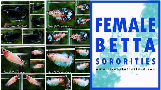 Female betta fish sorority tanks Looking for make betta fish sorority tanks ? Actually you can keep more than one betta in your aquarium – but let’s explain! Most people know or have heard that male bettas just can’t get along. This is true – you cannot keep multiple male betta fish in one aquarium. They are handsome but hot tempered. However, this does not have to be the case with female bettas. With the proper aquarium set-up and fish introduction technique you can keep more than one female betta fish in an aquarium. Aquariums with multiple betta fish are called “female betta fish sorority tanks”. Things to know before setting up a betta fish sorority tank Before setting up a sorority aquarium you must understand the nature of female bettas. We all know male bettas will, let’s say, “get bitey” if more than one are placed in the same aquarium. Female bettas are much more social but they aren’t completely docile. Female bettas are also territorial and will get into mild “quarrels” as they figure out the personality hierarchy. The betta sorority should be a minimum of 4-5 females but no more than ten if the aquarium is large enough. Setting up a female betta sorority tank isn’t difficult but there are certain steps that must be followed to have success. Setting up your betta sorority aquarium Opinions differ on the minimum size tank for a female betta sorority aquarium. Some aquarists report the best success with tanks at least twenty gallons in size. The fact is this, the smaller the tank, the more likely the female bettas will fight. Experienced betta-keepers recommend an aquarium size of 20 – 30 gallons. However a 10-gallon sorority can be successful – but you may have to remove a bully female if she won’t settle down and become sociable. When aquascaping the aquarium (adding the plants and decorations) you should consider plenty of cover and hiding places for the fish. Each betta will select its own territory so adding plants, caves, pots or driftwood will help block the vision between fish – keeping tempers cool. An aquarium heater and filter is a must. Once you know that the minimum tank size is 10 gallon (with 20-30 gallon being advised) you can follow our aquarium set up guide for further details. Keep the temperature between 76-80 F. Clean water is a must – water conditions must be optimal. Choose a filter with a gentle flow. This is preferred by the bettas due to their delicate fins. Adding female bettas to the sorority aquarium When selecting your “sorority girls” try to choose fish that are similar in size and age. This will help the fish feel more equal, reduce the tendency to fight and provide for long-term stability of the sorority. Some betta experts even recommend buying all of the females from the same spawn to increase chances they will get along. This can be difficult unless if you have a local betta breeder. All of the fish should be added at the same time. This allows the fish community to establish an order. If new female bettas are added later, the pecking order has to start over again and can result in fighting and damaged fins. Don’t worry too much about small scuffles during the first couple of weeks. The female bettas will test each other out. There will be nipping and chasing but this is essential for the sorority to establish territories and a hierarchy. Make betta fish sororities We have a detailed blog on feeding betta fish which can be followed for sororities. Betta fish are carnivores, so their diet should be high in protein. Betta specific pellets or flakes alongside frozen brine shrimp and even live brine shrimp and blood worms for treats. Often the new sorority may not want to eat a lot at first as they will be stressed from adjusting to the new aquarium habitat. It is important not to overfeed your fish. Betta’s stomachs around the size of their eyes, if they eat too much it will bloat which causes many issues. Plus, any uneaten food will dirty the water. A new aquarium has to develop a biological filter capable of handling the fish’s waste. Test the water every week for ammonia and nitrite. Both should rise and fall over the next couple of weeks. Once ammonia and nitrite levels are zero, the aquarium is biologically safe. Over-feeding simply boosts the level of ammonia, which increases nitrite and stresses the fish. Making a weekly water change of 10-20% of the water will help keep the water quality high and remove dissolved organics and algae-promoting phosphate and nitrate. Betta fish sorority tank summary Female fighting fish can be kept together in a large tank of about 20-30 gallons, with 4-10 fish at a time, to establish a social hierarchy. Aquatic plants and hiding places are required to reduce conflict, the temperature should be set at 24-27°C, and the water should be filtered with gentle flow. Choose fish of similar size from the same source to reduce fighting. High protein food, avoid overfeeding. If any fish are too aggressive, they should be separated. This type of breeding requires close monitoring and a good tank preparation to prevent stress and injury. It is not easy, but it can be done with good planning and proper care. With patience and proper care you can have a beautiful collection of female bettas-all in one aquarium!