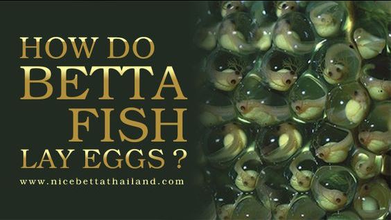 How do betta fish lay eggs? Let’s see how do betta fish lay eggs. Have you ever observed clusters of bubbles on your water’s surface in your betta fish tank? These are called bubble nests and they are a completely natural behavior of a betta fish. Betta fish lay eggs It’s all linked to their breeding process. In the wild, male bettas forms clusters of small bubbles on the water surface, or underneath floating debris and leaves to build their nests. The male betta will guard its nest and will wait for (or find) a female betta to spawn with. Soon after spawning the female betta fish releases eggs. It is the male betta fish’s job to swiftly capture the eggs in its mouth and place the eggs securely into the bubble nest. Now you may wonder why are the eggs kept in a bubble nest? In the wild, betta fish habitats are usually dirty, shallow, puddles without much oxygen. Securing eggs inside bubbles means that they are kept moist and are surrounded by oxygen-rich air – and this is why betta fish build bubble nests. Aside from releasing the eggs, the female betta fish do not play any role in raising or protecting the young. It is the male’s job to fight off any potential threats and to guard the nest (and especially the eggs). If any eggs fall from the nest they pick them up and secure them back into place. The eggs will hatch after a few days, but the fry continue to stay under the bubble nest’s protection until they can survive on their own. Now, how often do betta fish build nests? Well you have learned the reason betta fish build bubble nest is because it forms part of the breeding process. However bubble nest building comes instinctively to the male betta fish even without the presence of a female. Almost all males will a blow bubble nest from time to time, with no other reason than it having a natural urge to do so. If you do see a nest in the tank it is a very good sign that your betta fish is happy and healthy. However there isn’t a ‘normal’ time frame or a ‘normal’ size for bubble nest building. Each individual betta fish has a different pattern. Sometimes a betta fish will build bubble nests weekly or monthly (or daily) and sometimes these nests will be nothing but a few bubbles whereas other times they may be up to an inch thick and span a full corner. Don’t worry too much if your fish doesn’t build bubble nests, it doesn’t have to mean that it is unhappy or unhealthy. There are many factors at hand, health, water parameters, age and the individual fish at hand. Betta Tip: A reason your betta fish may not blow a bubble nest is that the filter of your tank is causing too strong a current at the top of the tank Tips on how to encourage bubble nest building: A few factors that will create the best environment to promote your betta fish to build a bubble nest: Ensure your filter is set to a gentle flow – especially if it causes a current at the water’s surface A very warm temperature – ensure your tank is heated to 78-82 degrees Fahrenheit Clean water – betta fish in need of a water change will often lose interest in building bubble nests The presence of a female (or a strange male) betta fish will also increase the urge for a betta to build a nest In the end, bubble nests are interesting to observe, a good sign of health and happiness but not necessary unless you are breeding betta fish. Let me know if you have any more questions.