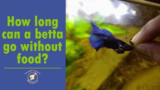 how-long-betta-fish-can-stay-without-food