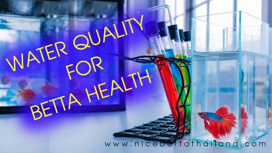 Water quality for betta fish health