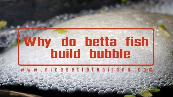 why-do-betta-fish-make-bubbles